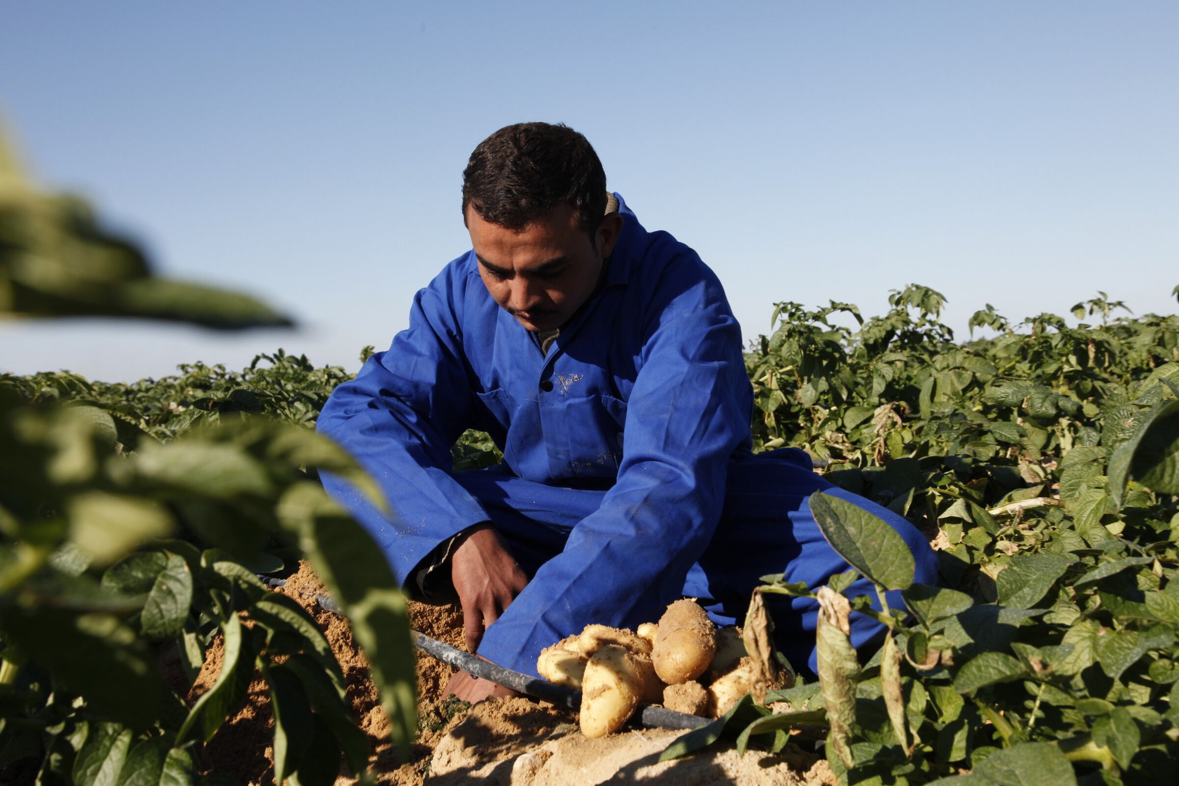 Egypt farmer